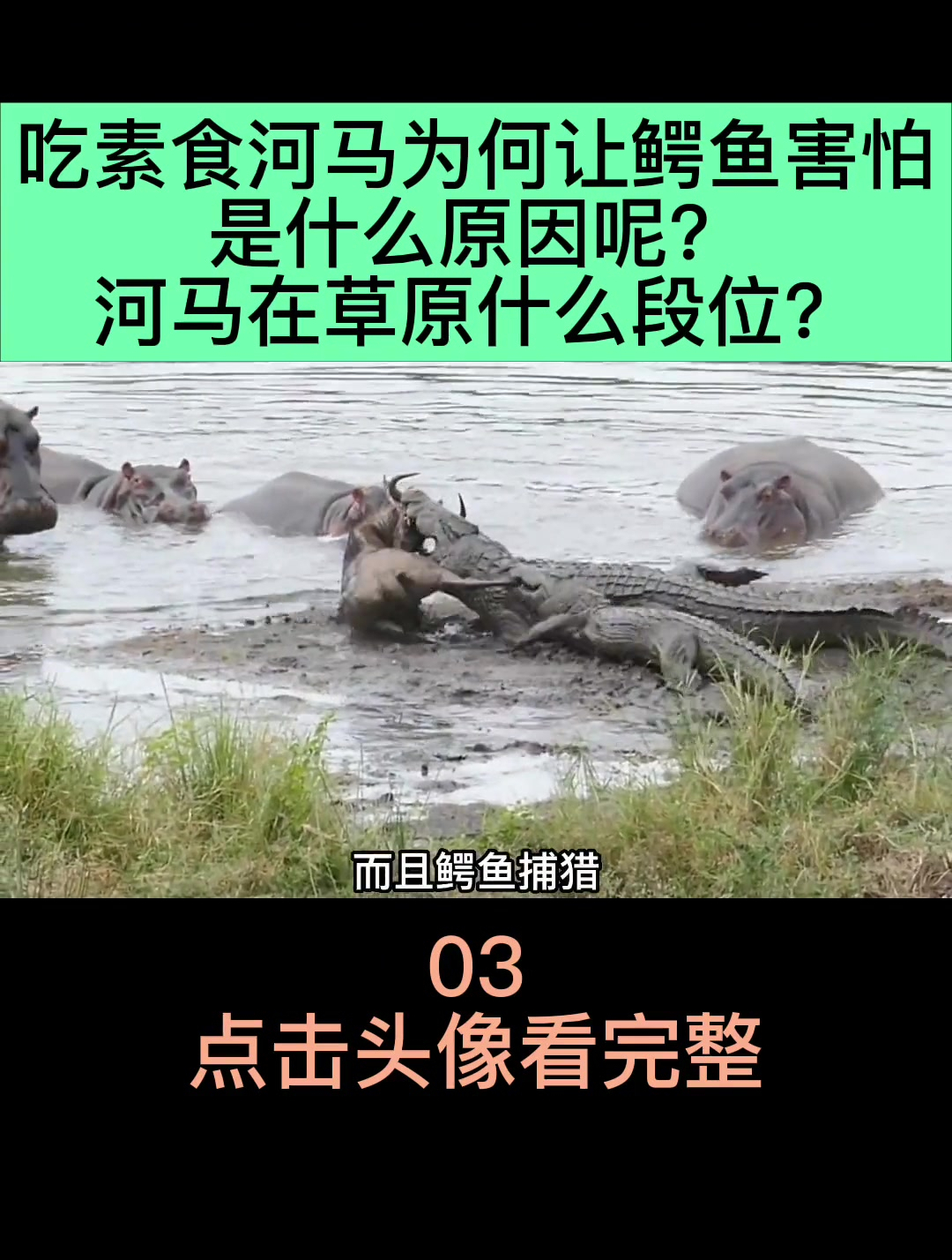 吃素食河马为何让鳄鱼害怕(3)