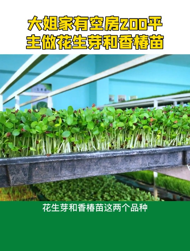 大姐利用200平米的厂房种植水培芽苗菜,主要生产花生芽和香椿苗
