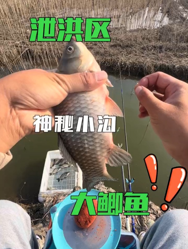 别看这个河沟不大,鱼真不少,看看这大鲫鱼!