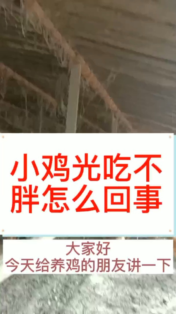 小鸡腺肌胃炎怎么预防 小鸡腺胃炎什么症状 小鸡腺胃炎是什么原因 小鸡腺肌胃炎吃什么