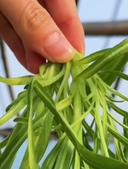 农村俗称的“面条菜”,做馅鲜美,营养高防春困,几十年都吃不够!