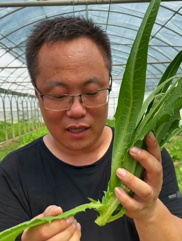 被人称为“凤尾”的油麦菜,用这方法发芽快,种一次吃大半年!