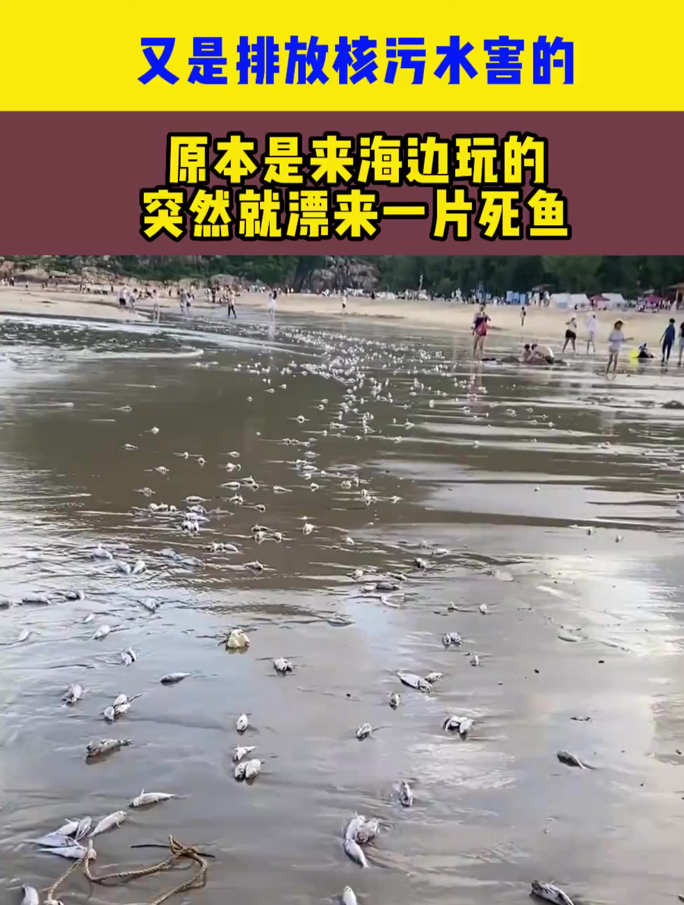 又是排放核污水害的,原本是来海边玩的,突然就漂来一片死鱼