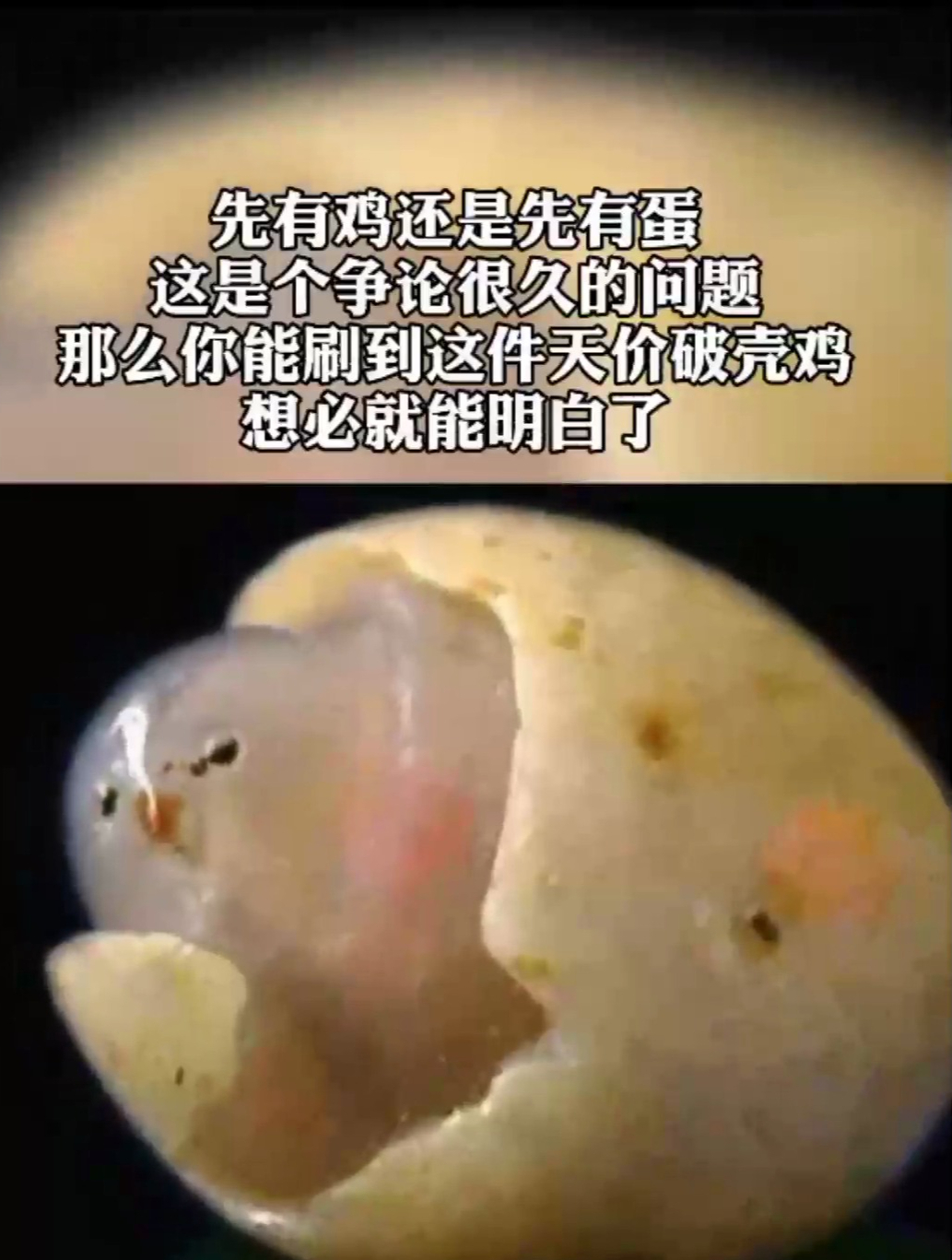 小鸡出壳现为中国四大奇石之一,石种为戈壁玛瑙,现在藏于北京!