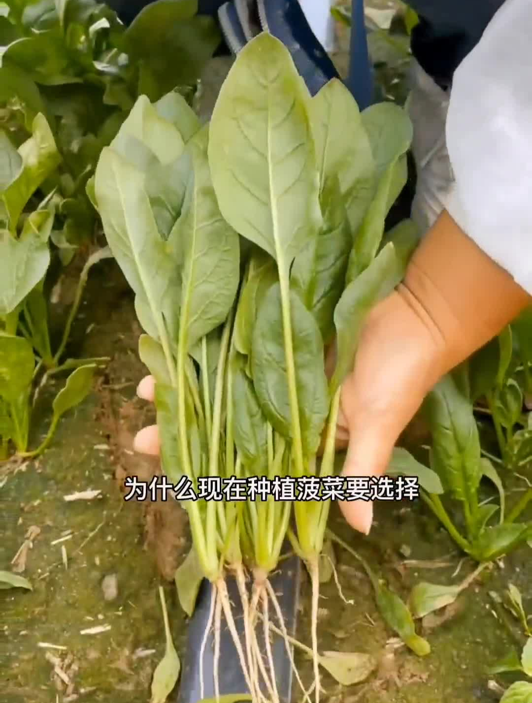 夏天耐热波菜来了,喜欢吃波菜的家人你也种上一些吧菠菜种子