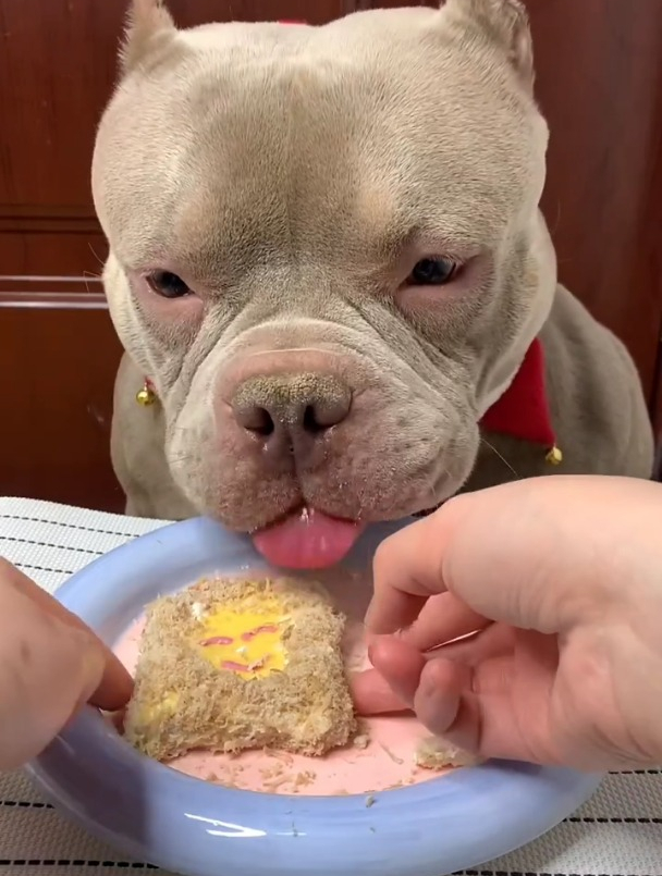 粉丝点餐第一天,肉松蛋糕