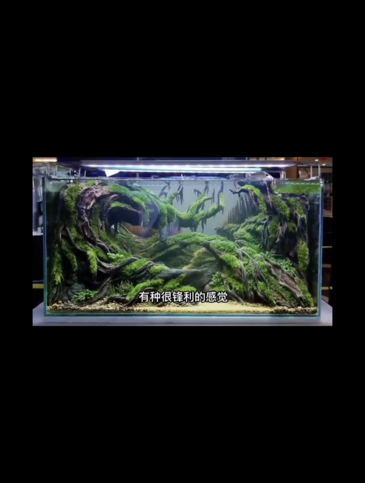 模仿印尼比赛造景,哥玩的就是真实