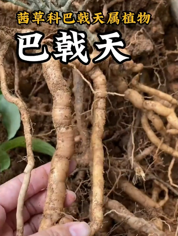 “四大南药”之巴戟天,人们喜欢用它来泡酒