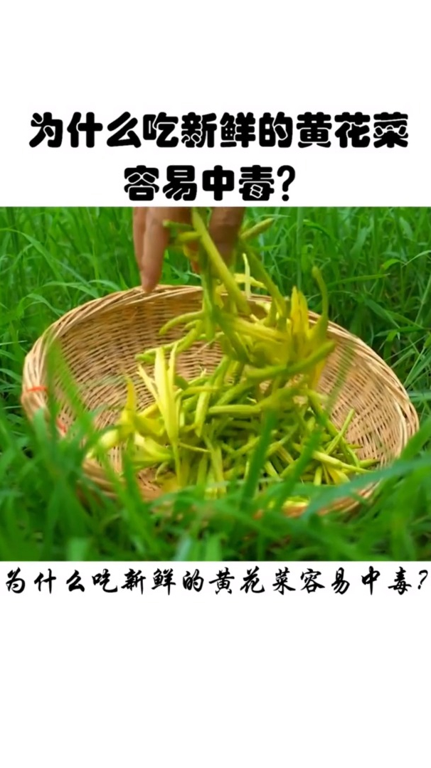 黄花菜吃过吧?为什么吃新鲜的容易中毒?