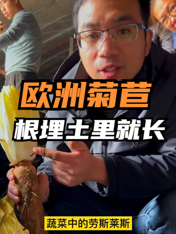 这菜源于欧洲,长得像白菜心,根埋土里就长,农户:根才是宝贝!