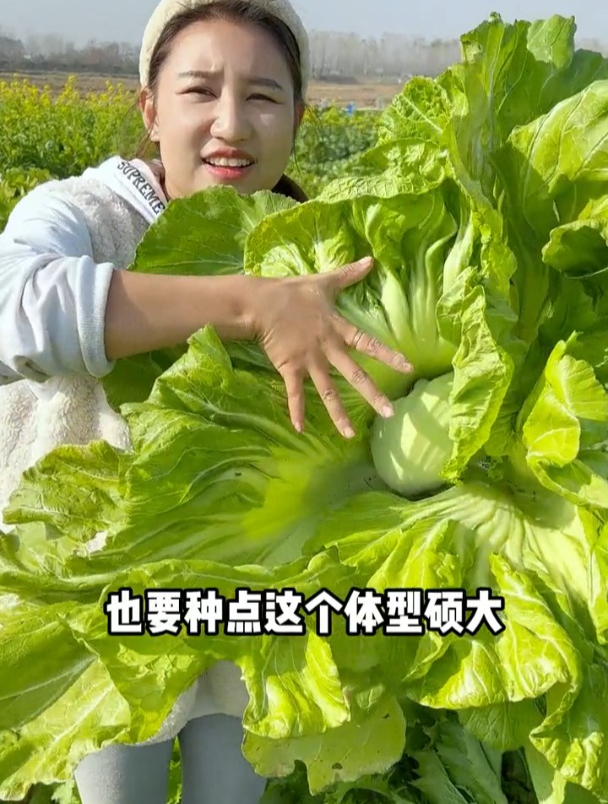 这菜特别适合做酸菜,生长速度快,包心紧实很多人当成甘蓝菜!