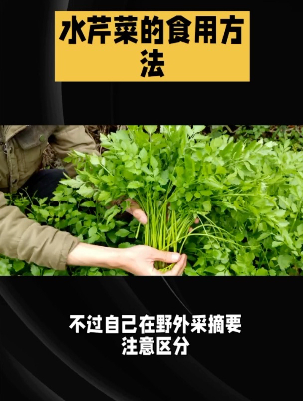 长在水里的野菜～“水芹菜”