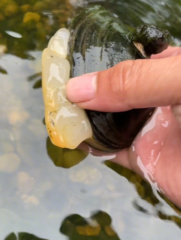 鱼缸惊现10公分超大贝壳,吐出一大块肉,里面会不会有珍珠?