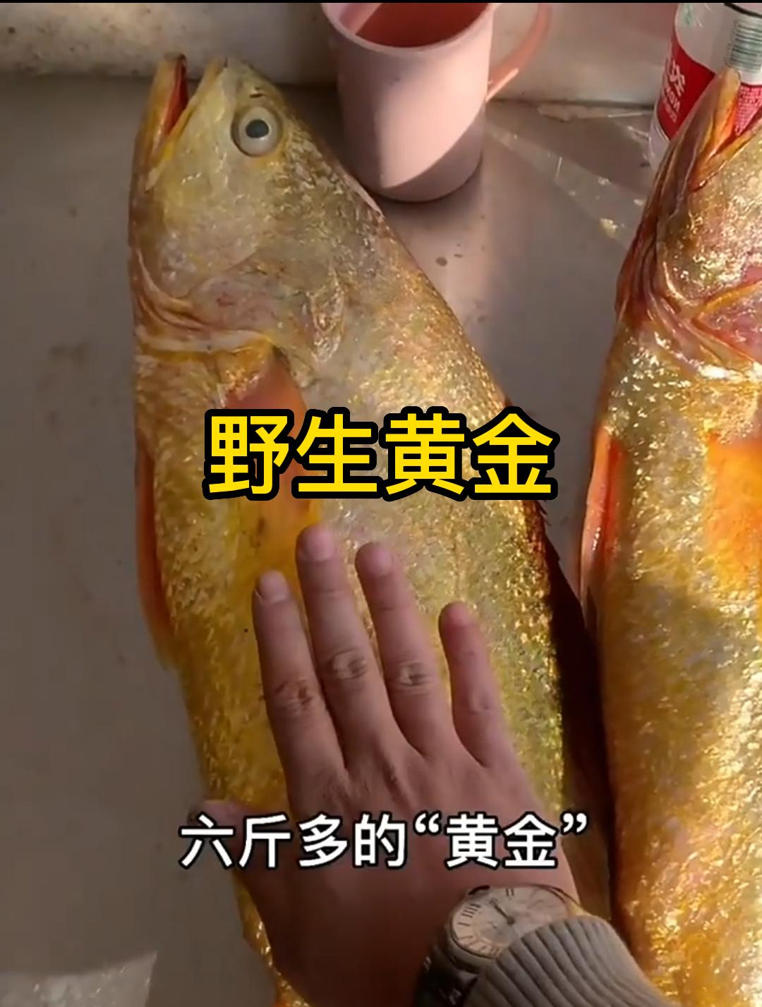 过万的一条的大黄鱼 舟山海鲜东海野生黄鱼 黄鱼为什么这么贵