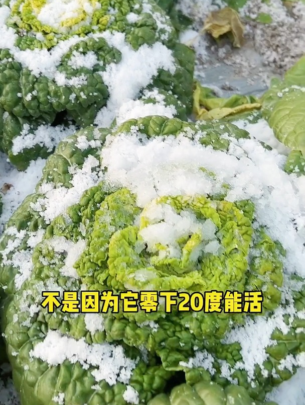 碰到这种菊花菜多囤,简单一做,鲜美滑嫩补铁补钙,你认识吗?