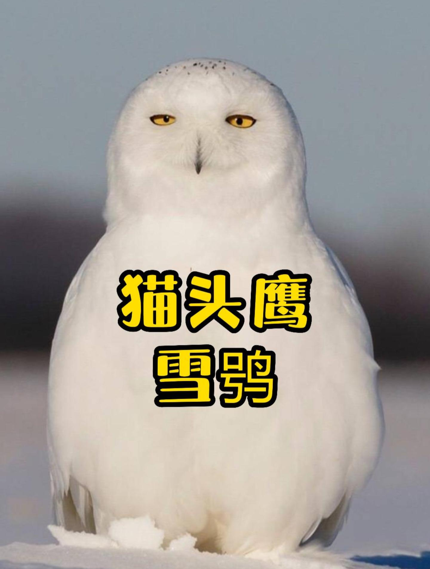 国家二级保护废物雪鸮,一只爱笑的猫头鹰!