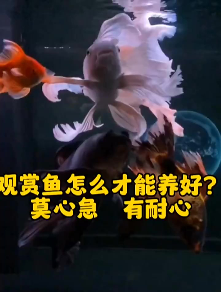 想要养好观赏鱼,记住以下几点 观赏鱼 锦鲤 水族