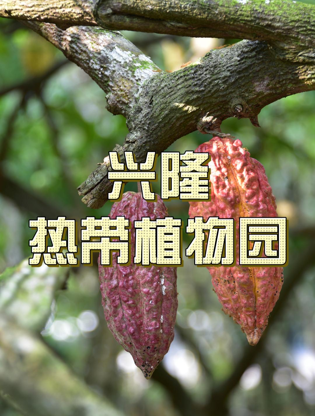 海南最大的热带植物园,从咖啡豆开花到可可果,还能现做巧克力!