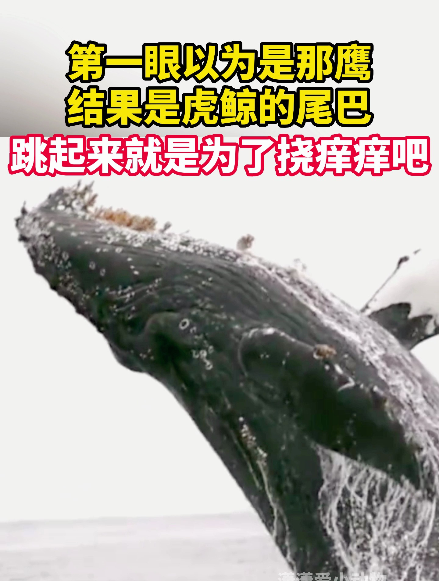虎鲸跳出水面,竟然是为了挠痒痒