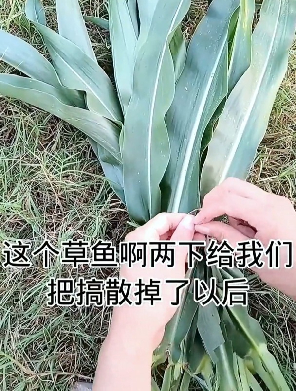 夏季钓草鱼如何做到“0成本”?一捆玉米叶就够了!