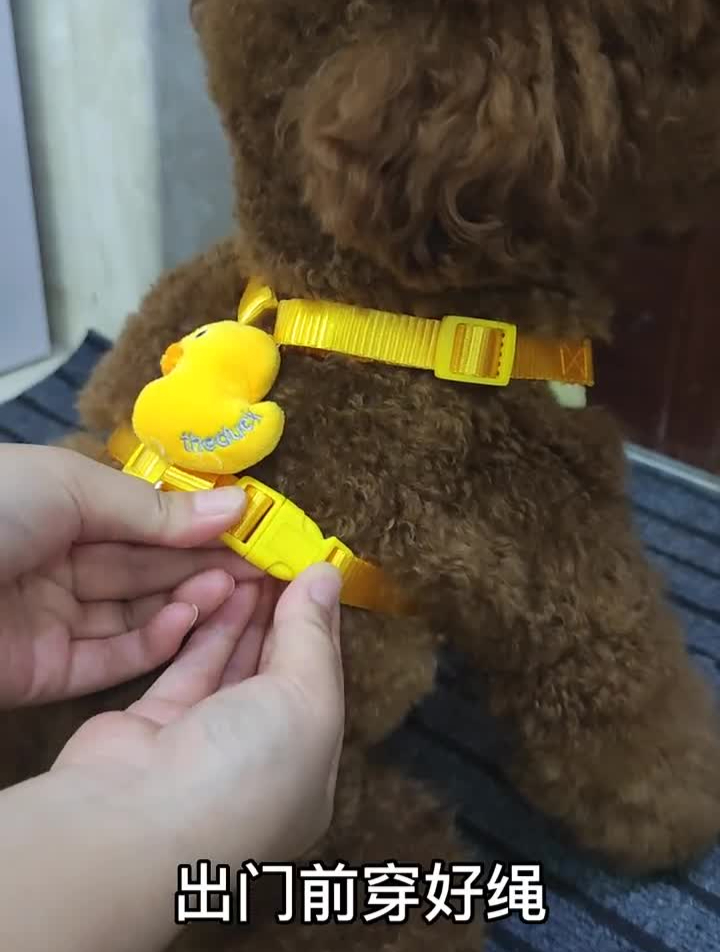 小黄鸭太可爱了吧还有蓝色小象也很好看