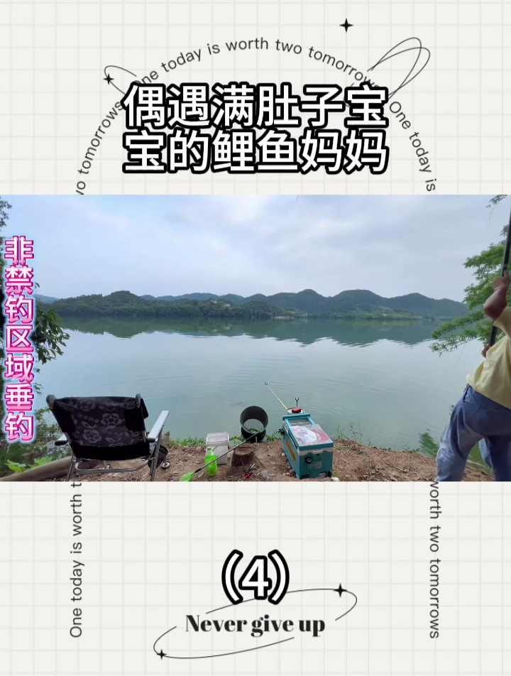 偶遇满肚子宝宝的鲤鱼妈妈。(4)