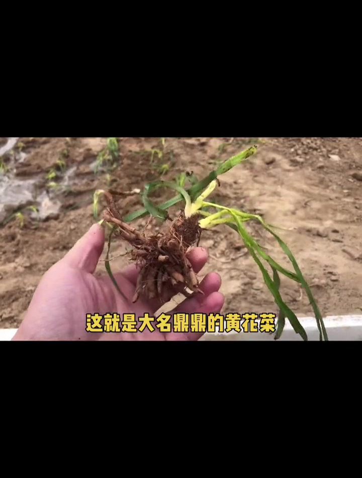 卫华农场三农种黄花菜了夏天一起来赏花吧