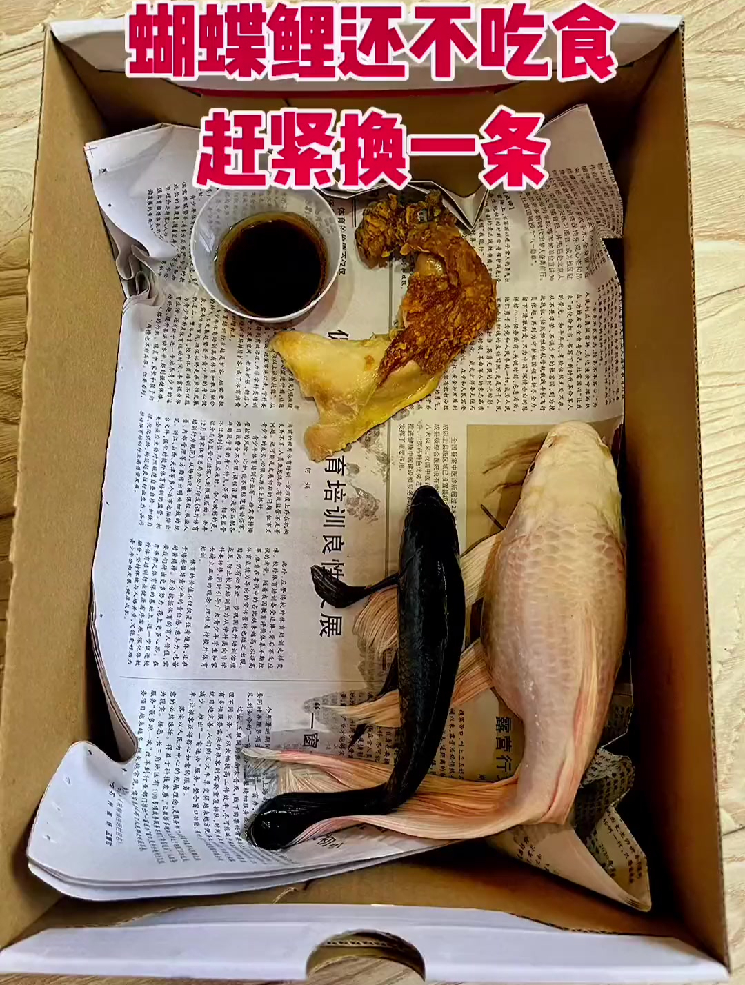 蝴蝶鲤还不吃食,赶紧换一条