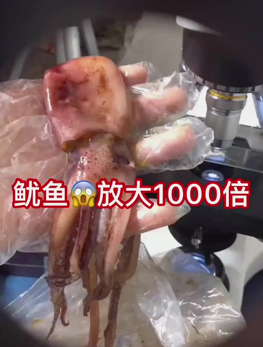显微镜下的鱿鱼,放大以后震惊了,仅200倍就发现两个寄生虫