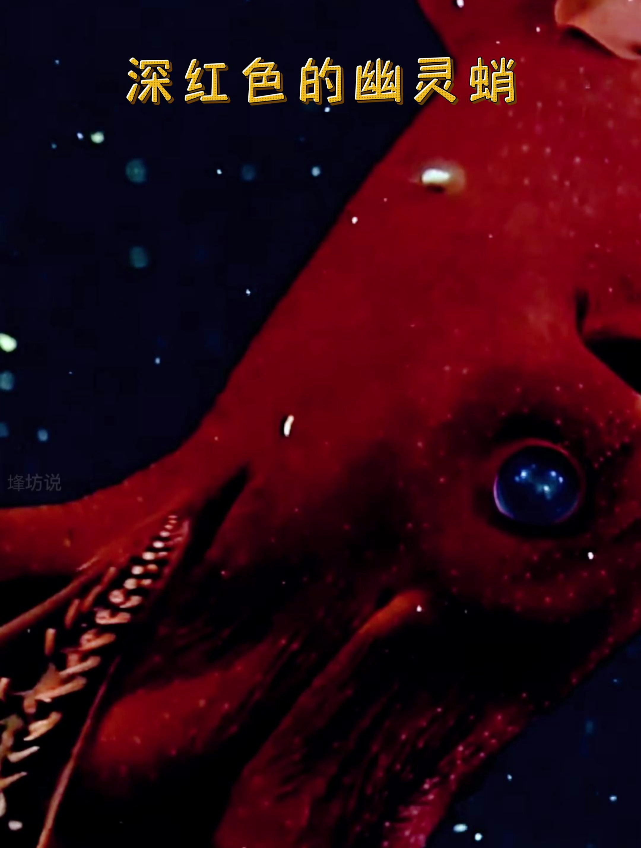 深红色的幽灵蛸乌贼