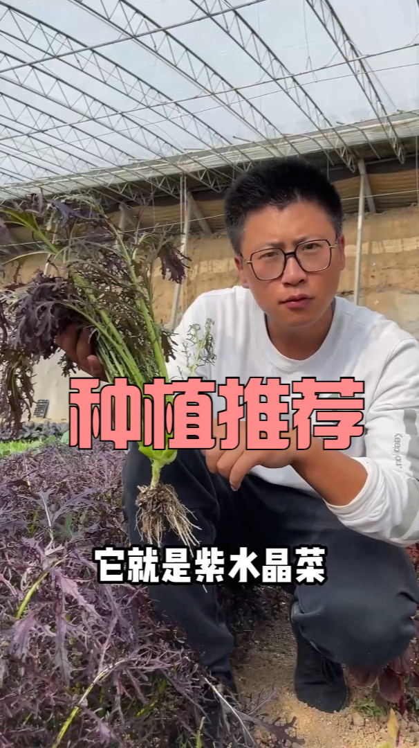 紫水晶菜,钙含量丰富种植简单不到满月就采收,很适合居家种植