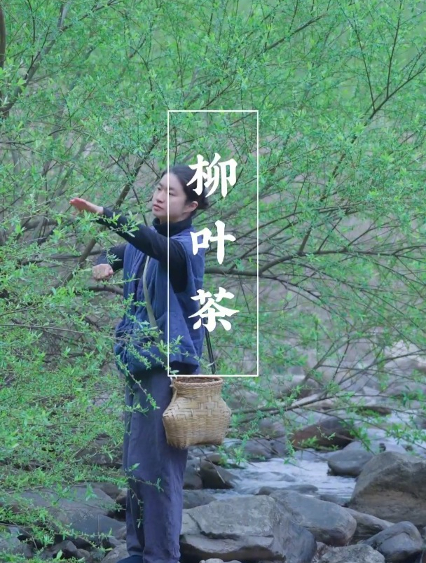 自制的柳叶茶,清香又好喝,你知道它有什么好处吗