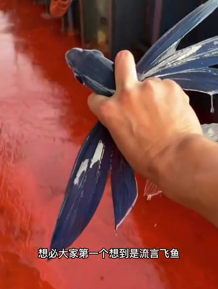 流言蜚语=六眼飞鱼
