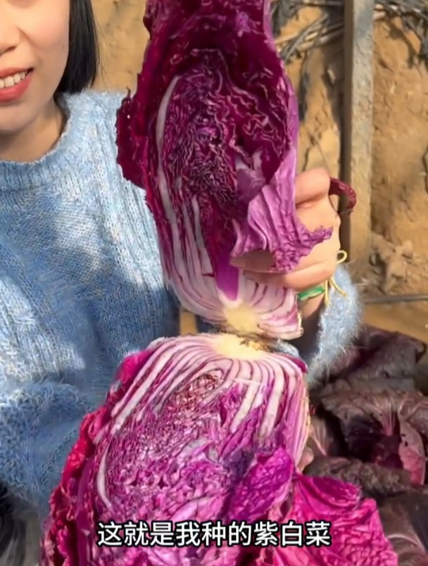 媳妇把“天价”白菜当花养,颗颗紫油油的,好看好吃,邻居:羡慕