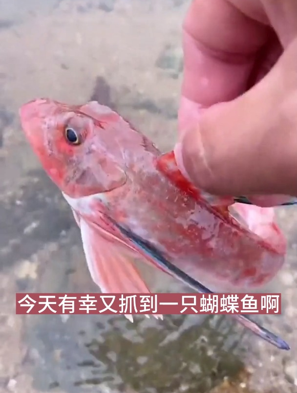 有幸抓到了一直蝴蝶鱼,太开心啦!