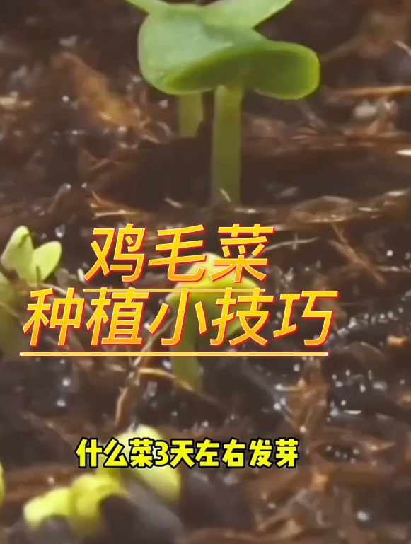 老农种植鸡毛菜有方法,掌握2个技巧,鸡毛菜发芽快采收时间长!