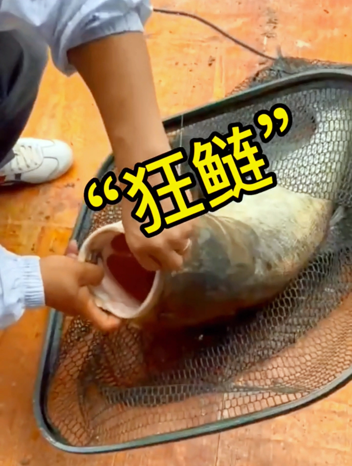 钓鲢鳙就用它,附钩性强,持续雾化,诱鱼迅猛,轻松甩大边