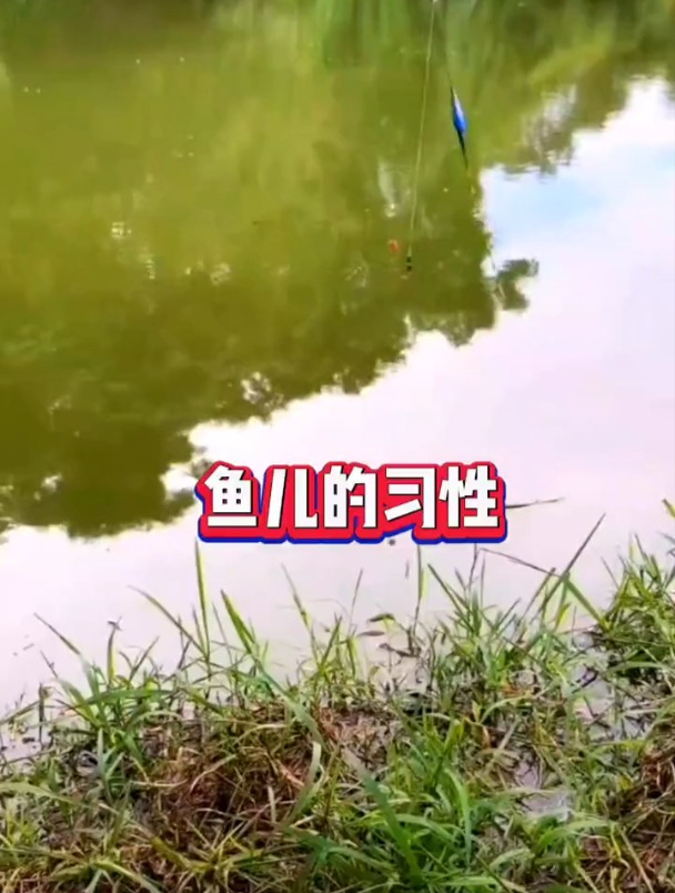 鲤鱼爱天使,鲢鳙喜酸臭,鲫鱼草鱼青鱼喜欢吃什么?