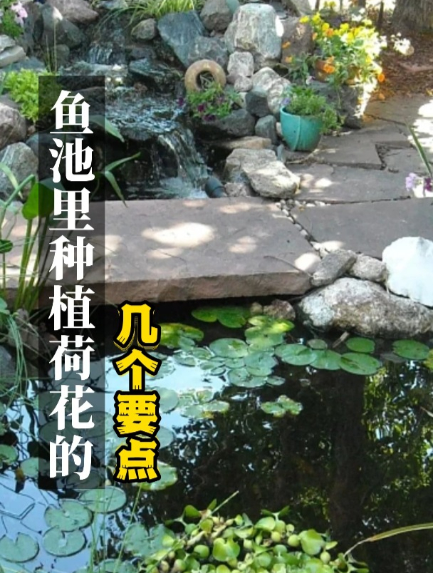 鱼池里种植荷花的几个要点