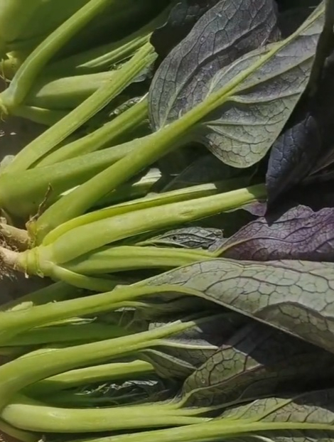 春季种快菜,移栽前做好2件事,快菜20天能采收,还少见病虫害!