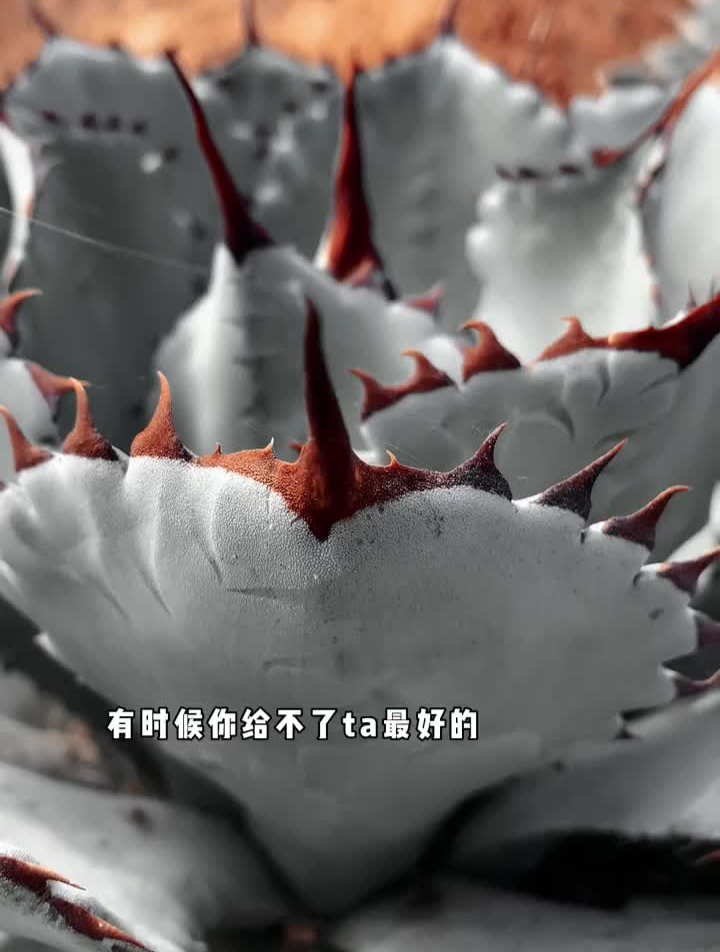 是明智的选择,还是不够勇敢?沙生植物造景文案像极了自己