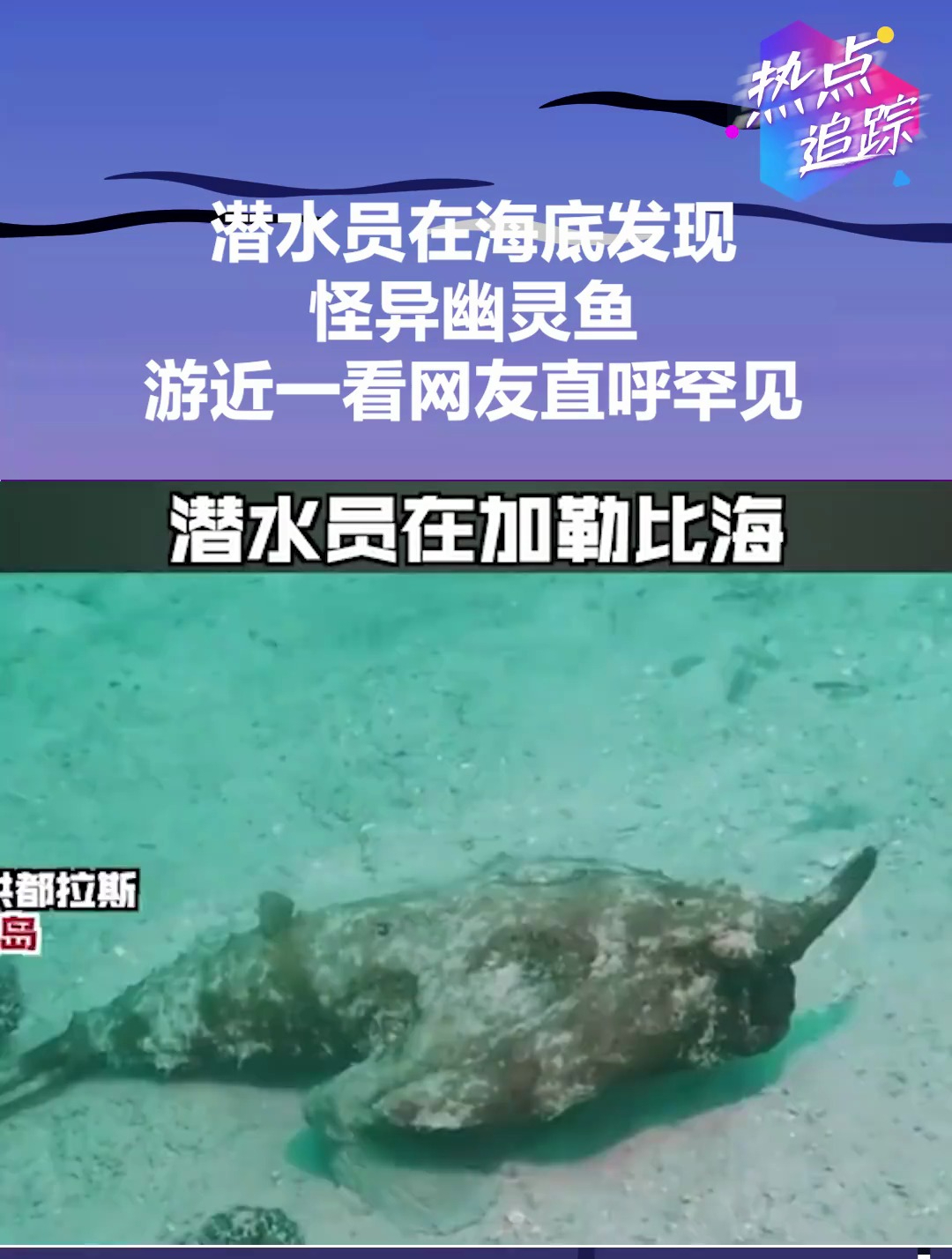 潜水员在海底发现怪异幽灵鱼,游近一看网友直呼罕见