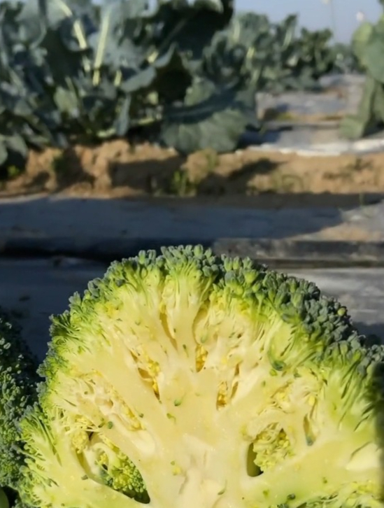 西兰花俗称青花菜,被称为“蔬菜皇冠”,脆嫩入味,营养不流失!