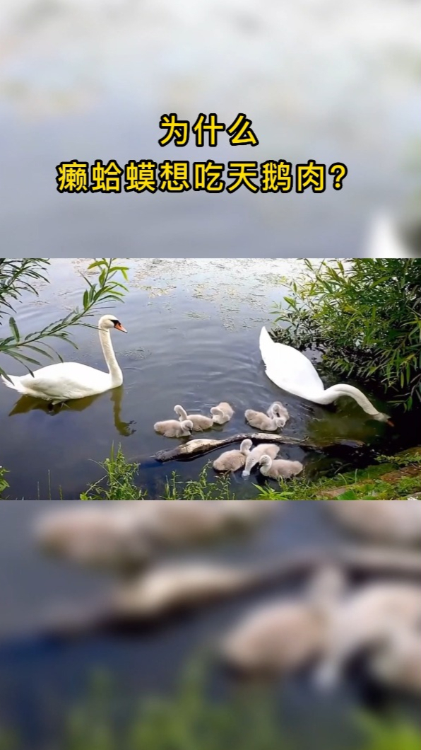 为什么癞蛤蟆想吃天鹅肉?