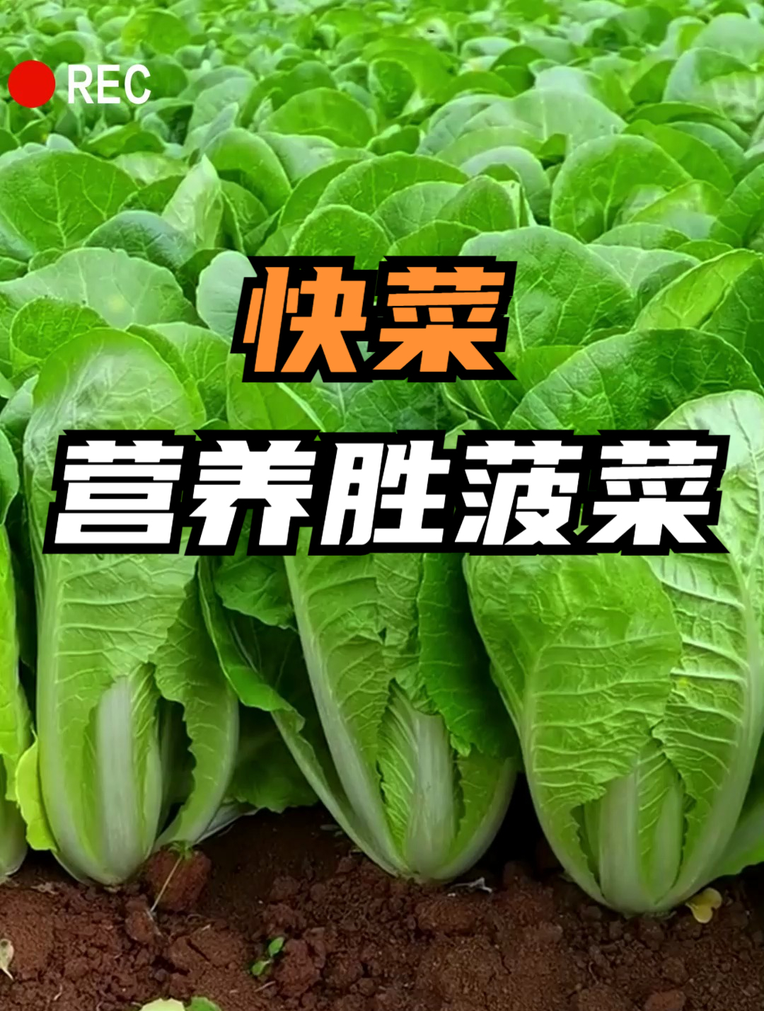 最快采收的白菜人称“快菜”,23天就能采收,营养胜过菠菜!