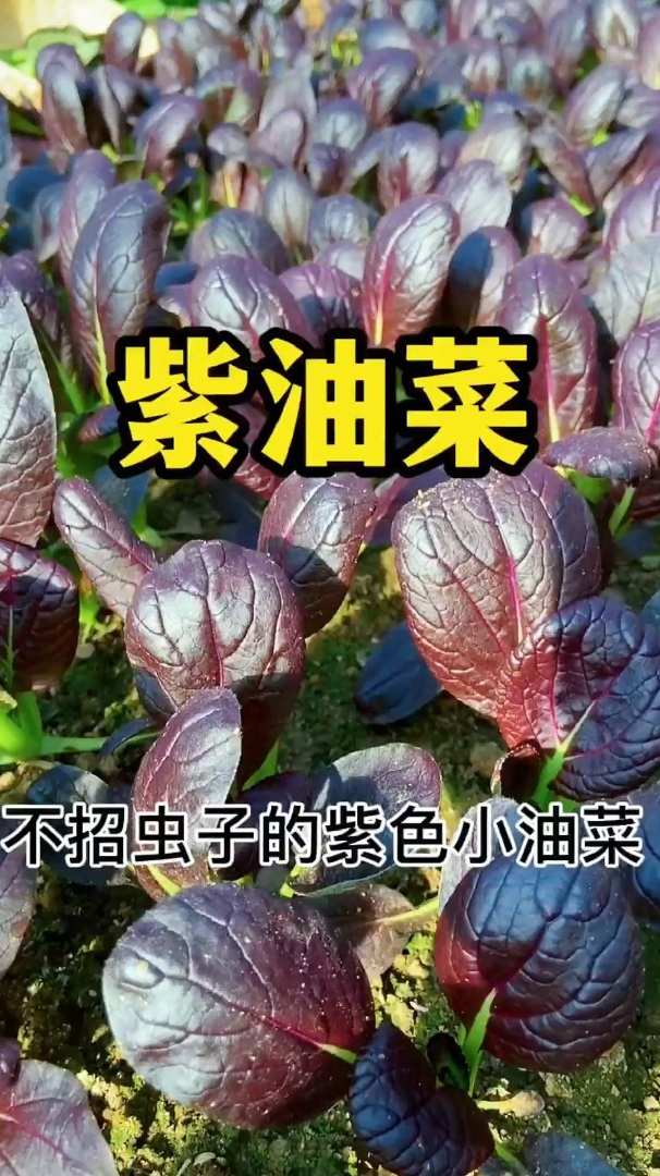 不招虫子的“紫油菜”你吃过吗?比别的蔬菜更鲜嫩爽口!