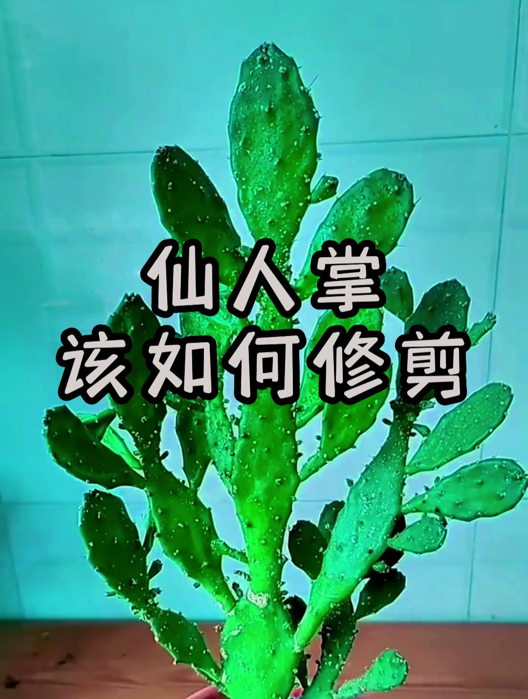 大家知道仙人掌该如何修剪吗?