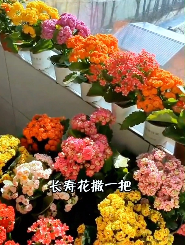 养花人都爱用的“骨粉”,你还没用吗?老手教你如何正确使用!