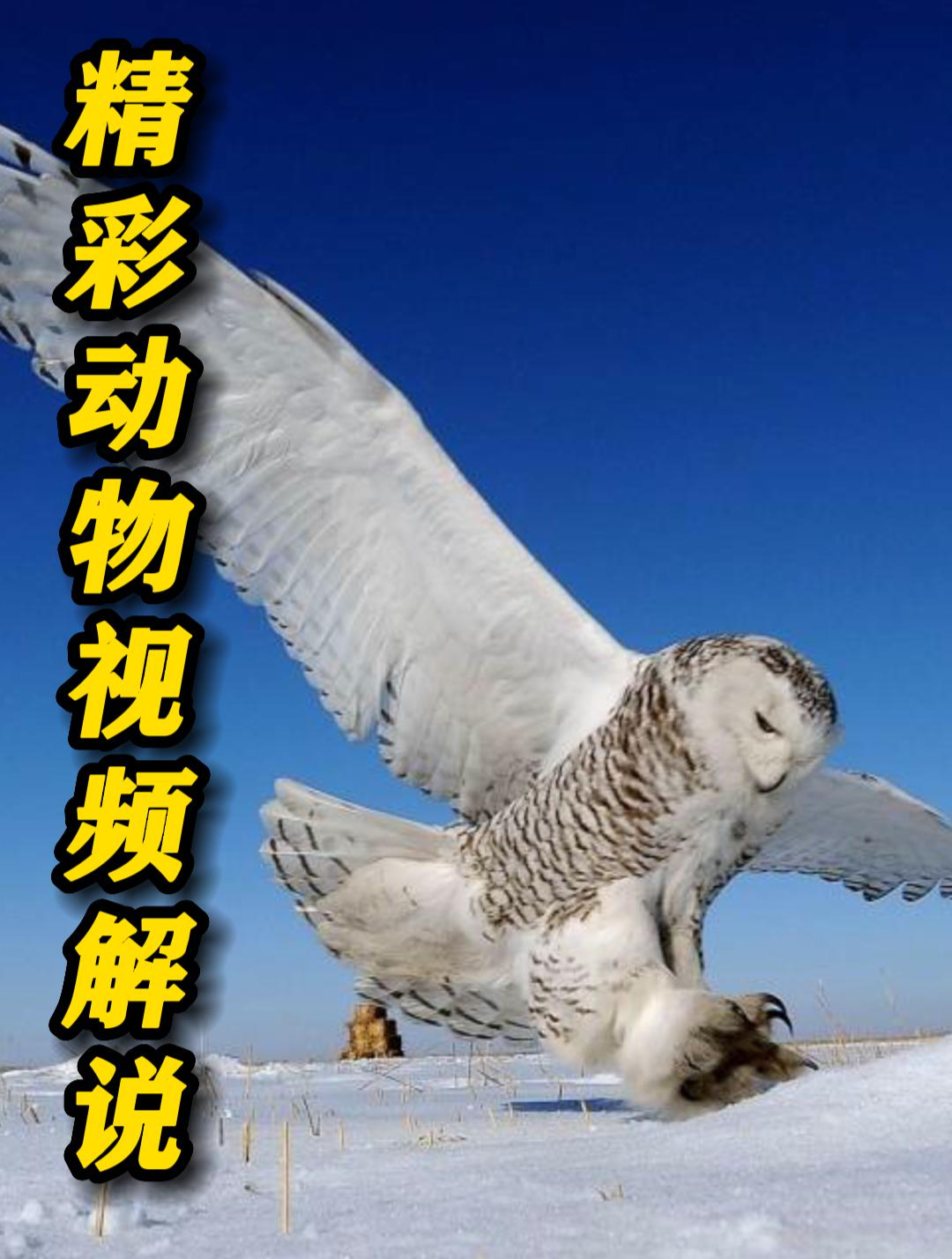 渔民在淡水交界处放下渔网,收获30斤的金目鲈鱼,高兴直呼赚大了