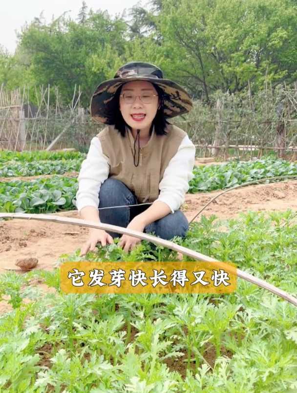 一种“皇帝菜”,秋季种植正好,北方人都用它涮火锅吃
